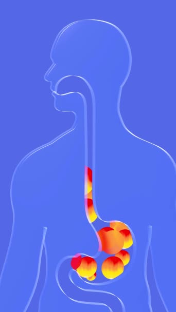胃リフラックスと燃焼による食道と胃の3Dアニメーション 火の輪が上に向かって動いている 青い背景に透明なガラスで作られた消化器系と人間のシルエット — ストック動画