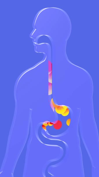 胃リフラックスと燃焼による食道と胃の3Dアニメーション 火の輪が上に向かって動いている 青い背景に透明なガラスで作られた消化器系と人間のシルエット — ストック動画