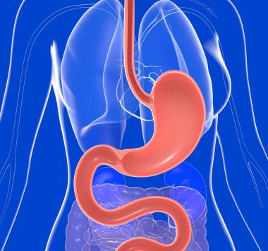 Anatomical 3D illustration of stomach with heartburn and reflux. On a transparent glass woman's body showing the internal organs. clipart
