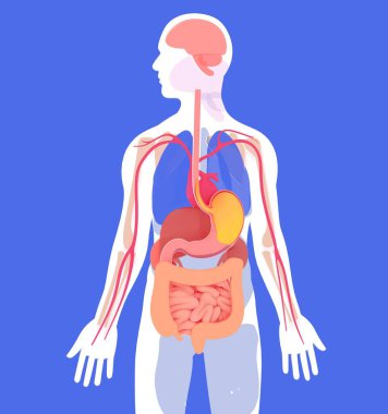 Anatomical 3D illustration of the human digestive system. About a human silhouette and internal organs in flat colors. Seen from the front on a blue background. clipart