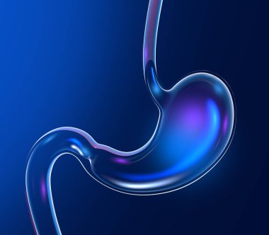 Parlak ve yansımalı şeffaf cam midenin üç boyutlu çizimi. Ön taraftan koyu mavi arkaplanda anatomik bölüm görülüyor.