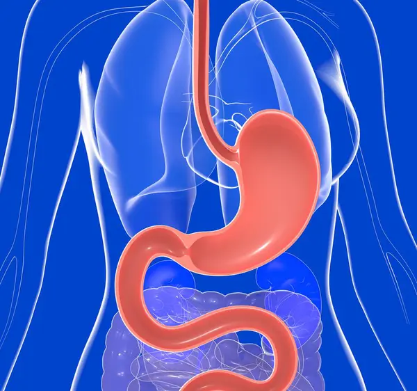 Anatomisk Illustration Magen Med Halsbränna Och Reflux Genomskinlig Glaskvinna Som Stockfoto
