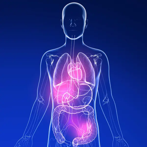 Illustration Magen Människokropp Och Anatomin Inre Organen Genomskinligt Glas Mörkblå Royaltyfria Stockbilder