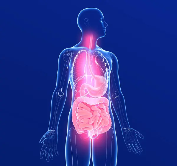 Ilustração Anatômica Sistema Digestivo Humano Órgãos Internos Vidro Transparente Com Imagens De Bancos De Imagens Sem Royalties