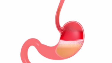 Midenin içinde sindirim yapan anatomik 3 boyutlu animasyon. Mide ekşimesi ve reflüyle. Beyaz arkaplanda kes.