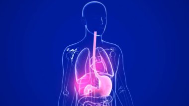 Mide ekşimesi ve reflü ile 3D animasyon. Ateş hareket halinde. İnsan vücudunda ve şeffaf cam iç organlarda. Koyu mavi arkaplan.