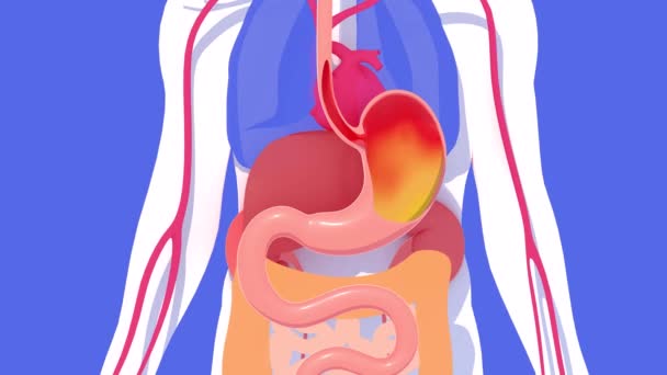 Animación Anatómica Del Sistema Digestivo Con Ardor Acidez Estomacal Sobre — Vídeos de Stock