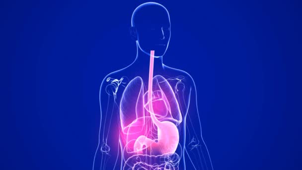 3D动画胃与心灼热和回流 火在运动 在人体和透明的玻璃内部器官 深蓝色背景 — 图库视频影像