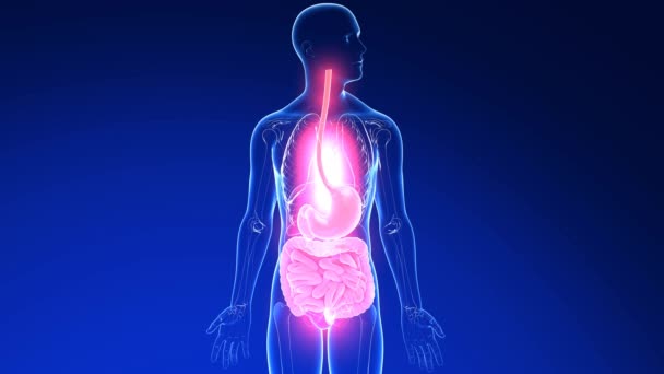 心臓バーンと胃食性リフラックスによる消化器系の3Dアニメーション 動くライト 人間の体と透明なガラス内部器官 ダークブルーの背景 — ストック動画