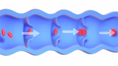 Hastalıklı ve yetersiz bir damarın anatomik 3 boyutlu animasyonu. Vana arızası, duvarlarda kırmızı kan hücrelerinin birikmesi varisli damarlara neden olur. Beyaz arkaplanda gerçekçi biçim.