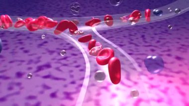 Kırmızı kan hücreleri ve trombositlerin hareketleriyle bir arterin ya da damarın anatomik 3 boyutlu animasyonu. Şeffaf kılcal damarlarda hızlı kan dolaşımı. Canlandırılmış organik arka planda kılcal damar.