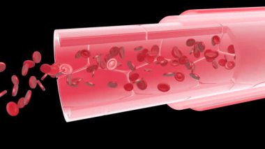 Bir arter ya da damarın anatomik bölümünün 3 boyutlu animasyonu. Onları oluşturan farklı katmanları gösteriyor. Ve kırmızı kan hücrelerinin hızlı dolaşımı. Siyah arkaplanda kes.