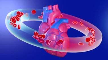 Kalp atışının 3D animasyonu, koroner arterleri gösteriyor. Kırmızı kan hücrelerinin mavi gradyan arkaplandaki dolaşımıyla bir yörünge gibi çevrili..