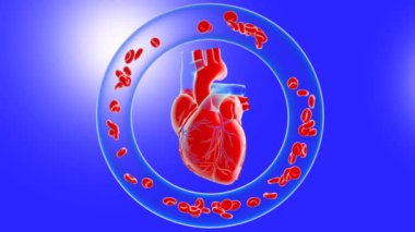 Atan anatomik bir kalbin 3 boyutlu animasyonu. Kırmızı kan hücrelerinin döndüğü bir torus ile çevrelenmiş, insan dolaşım sistemini taklit ediyor..