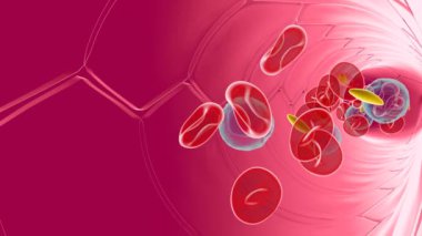 Atardamarın anatomik iç kısmının 3 boyutlu animasyonu ve kan bileşenlerinin hareketi. Kırmızı kan hücreleri, lökositler ve trombositler. Kan dolaşımı ön taraftan görünüyor.. 