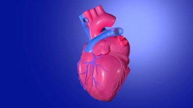 Atan bir kalbin üç boyutlu animasyonu, plastik malzemeyi taklit etmek. Eksenlerinde dönen koroner arterler mavi arka planda kesilmiş. Parlak renklerle.