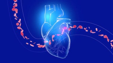 Atan bir kalbin üç boyutlu animasyonu, plastik malzemeyi taklit etmek. Eksenlerinde dönen koroner arterler mavi arka planda kesilmiş. Parlak renklerle.
