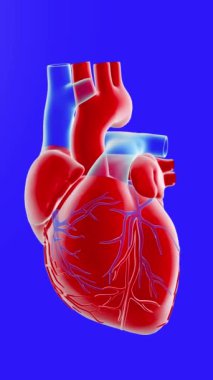 Atan bir kalbin üç boyutlu animasyonu, plastik malzemeyi taklit etmek. Eksenlerinde dönen koroner arterler mavi arka planda kesilmiş. Parlak renklerle.