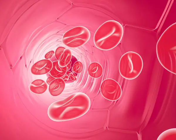 Atardamarın anatomik iç kısmının 3 boyutlu çizimi ve kan bileşenlerinin hareketi. Kırmızı kan hücreleri, lökositler ve trombositler. Kan dolaşımı ön taraftan görünüyor.. 