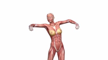 Anatomik kadın figürünün 3 boyutlu animasyonu. İki sekansta, kasları ve mavi arka planda başka bir şeffaf camı gösteriyor. Uzayda sanatsal olarak hareket etmek.