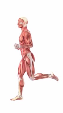 Koşan bir adamın anatomik figürünün 3 boyutlu animasyonu. Birbirine karışan iki sekansta kas kütlesinin, şeffaf cam iç ve iskeletin anatomisini gösteriyor. Beyaz bir arkaplanda.