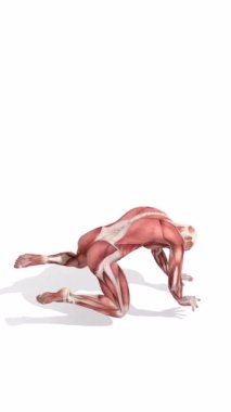 Aşağı atlayan bir adamın anatomik figürünün 3 boyutlu animasyonu. Çabayla yere düşer ve ayağa kalkar. İki sekansta, biri kas kütlesinin anatomisini, diğeri şeffaf cam iç kısmını ve insan iskeletini gösteriyor.. 