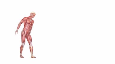 Ağır bir şey alan bir adamın anatomik figürünün 3 boyutlu animasyonu. Çabayla başka bir yere naklediyor. İki sekansta, biri kas kütlesinin anatomisini, diğeri şeffaf cam iç kısmını ve insan iskeletini gösteriyor.. 