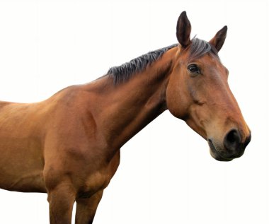 horse on white background brown animal isolated country ranch farm equestrian leisure