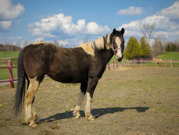 馬馬術農場牧場馬術エンクロージャ国の動物の性質 — ストック写真