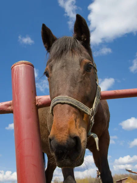 Cheval Ferme Équestre Ranch Enclos Équestres Pays Close Portrait Animal — Photo