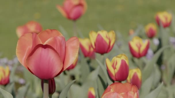 Peach Orange Tulips Flowers Spring Ornamental Garden Bloom Motion Panning — Stock Video