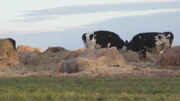 Αγελάδες Αγρό Μπάλες Σανού Λιβάδι Άχυρο Χώρα Γαλακτοκομικό Αγρόκτημα Κτηνοτροφία — Αρχείο Βίντεο