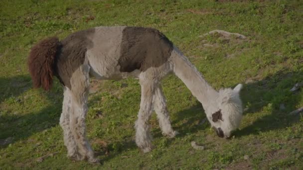 Alpaca Geschoren Wol Zoogdier Grazen Gras Boerderij Dier Lama Bont — Stockvideo
