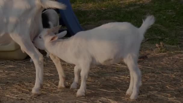 Koza Kojící Nebo Kojící Své Dítě Farma Mladá Zvířata Krmení — Stock video