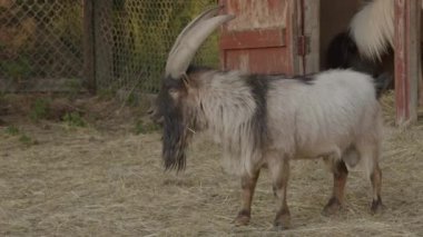 Samanlıkta Büyük Boynuz Keçi Çiftliği - Sevimli Hayvan Görüntüleri