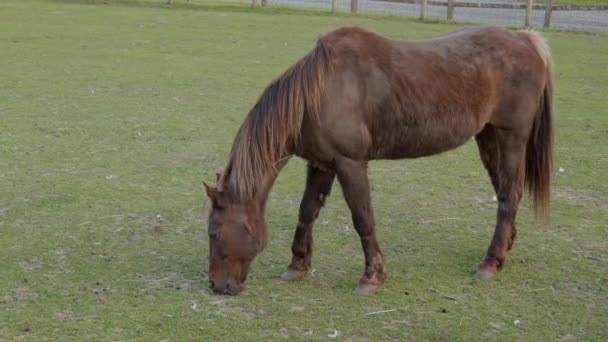 马在农场的圈子里吃草 — 图库视频影像