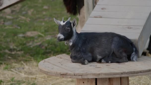 Joven Cabra Negra Descansando Sobre Una Mesa Madera Recinto Granja — Vídeos de Stock