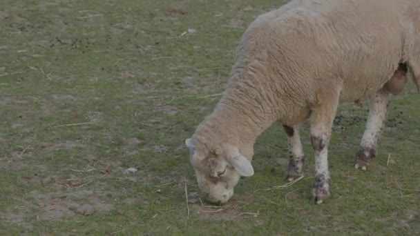田舎の牧草地農場で羊の放牧動物草を食べる 羊毛農業 — ストック動画
