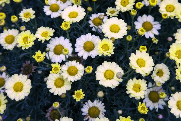 Vibráló Kis Százszorszépek Virágok Háttér Élénk Színek Finom Virágok Látványos — Stock Fotó