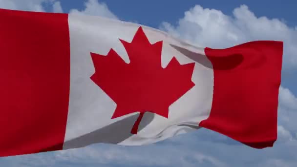 Canada Flag Fluttering Wind Canadian Patriotic First July Animation Infinite — Wideo stockowe