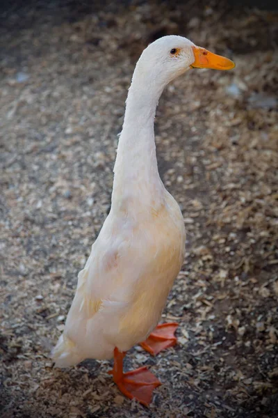 Hubená Husa Pomerančovým Zobákem Bílým Peřím Stojí Sama Farmě Vyzařuje — Stock fotografie