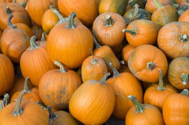 Markette kabaklar portakal kabakları Şükran Günü Cadılar Bayramı sonbahar hasat tarımı geçmişi