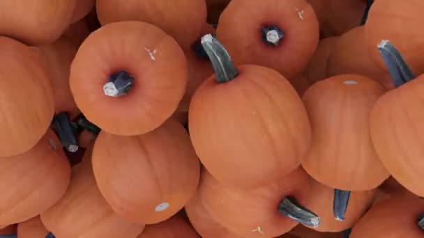 Many Pumpkins Falling Stack Orange Squashes Halloween Thanksgiving Background Animation — Stock Video