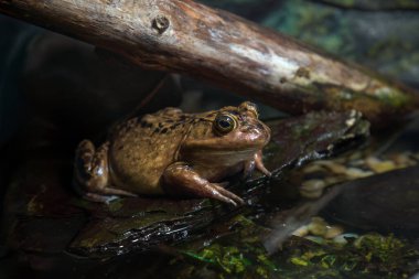 Amerikan Bullfrog ile karşılaşmak: çarpıcı, büyük bir amfibi doğal ortamında gelişiyor. Sarı-kahverengi tonuyla, göletlere ve sulak alanlara hükmediyor, vahşi doğanın gerçek bir mucizesi..