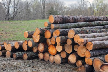 Orman endüstrisinin ahşap bahçesinde bir odun yığını. Yenilenebilir bir kaynağı temsil eden düzgün istiflenmiş kütükler işleme hazır. Ahşabın doğal dokusu ve desenleri, kereste ve hamur üretim süreci.