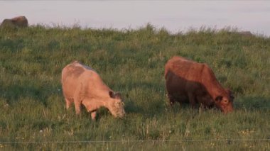 Gün batımında yeşil tarlada birçok inek çayırda çiftlik hayvanı tarımında. 