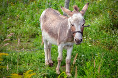 Brown donkey in a green field enclosure. Cute farm animal portrait in a rural setting. Perfect for agricultural, countryside, and livestock-themed project. clipart