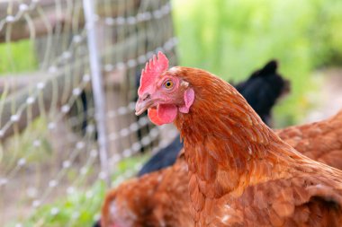 Kırsal hayatın ve organik çiftçiliğin özünü somutlaştıran yemyeşil bir alan özgürlüğünde özgürce ayakta duran kahverengi bir tavuk. Doğal, sağlıklı ve serbest kümes hayvanlarını tasvir etmek için mükemmel..