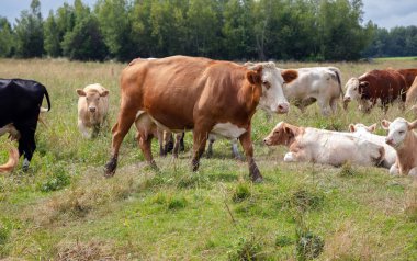 Yaz güneşinin altındaki yemyeşil bir tarlada yürüyen ve otlayan kahverengi inek sürüsü, kırsal tarım ve pastoral manzaraların güzelliğini gözler önüne seriyor..