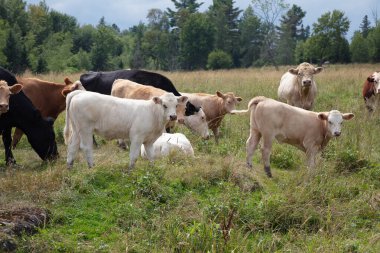 Kahverengi inek sürüsü yaz güneşinin altında yemyeşil bir arazide otlar ve yürür kırsal tarım ve pastoral güzelliğin özünü yakalar..